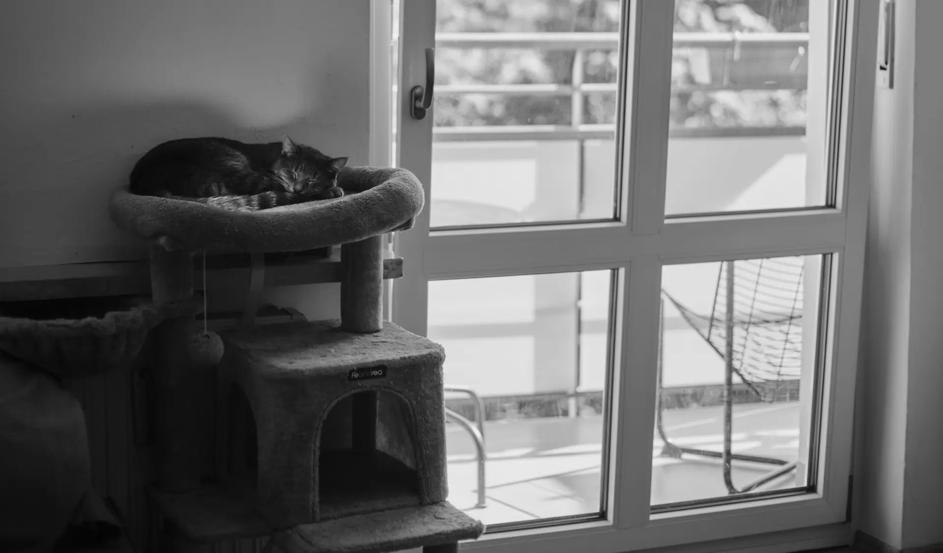 Katze sitzt entspannt auf einem Kratzbaum nahe am Fenster im Wohnzimmer