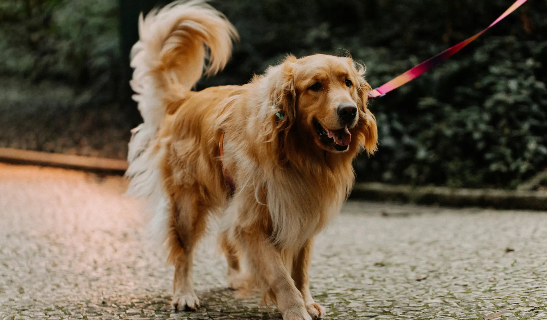 Hund läuft entspannt mit lockerer Leine neben seinem Halter.