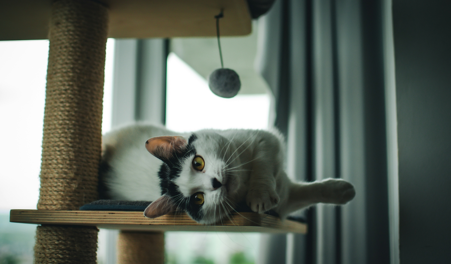 Wohnung mit mehreren Kratzbaum-Modellen für eine Katze im Wohnzimmer.