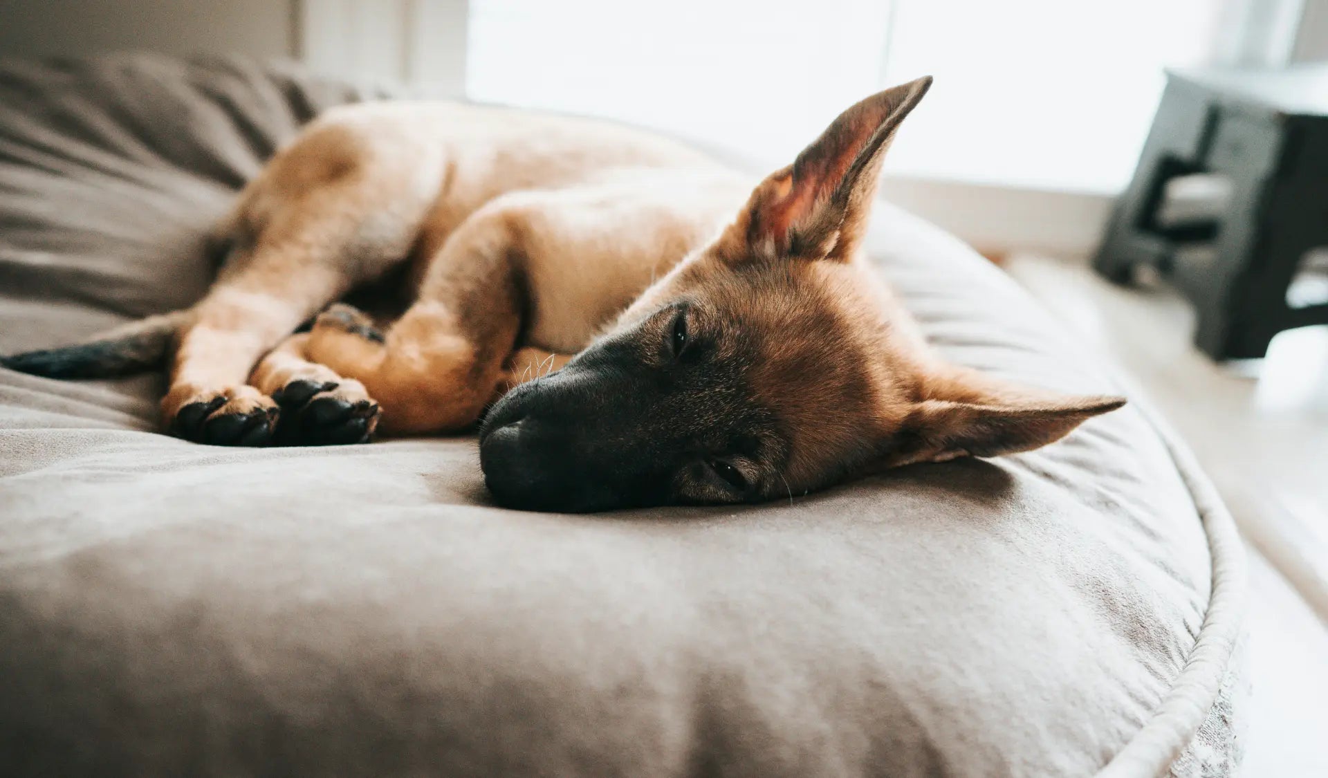 Großer Hund liegt entspannt auf einem orthopädischen Hundebett mit stützender Memory-Foam-Liegefläche.