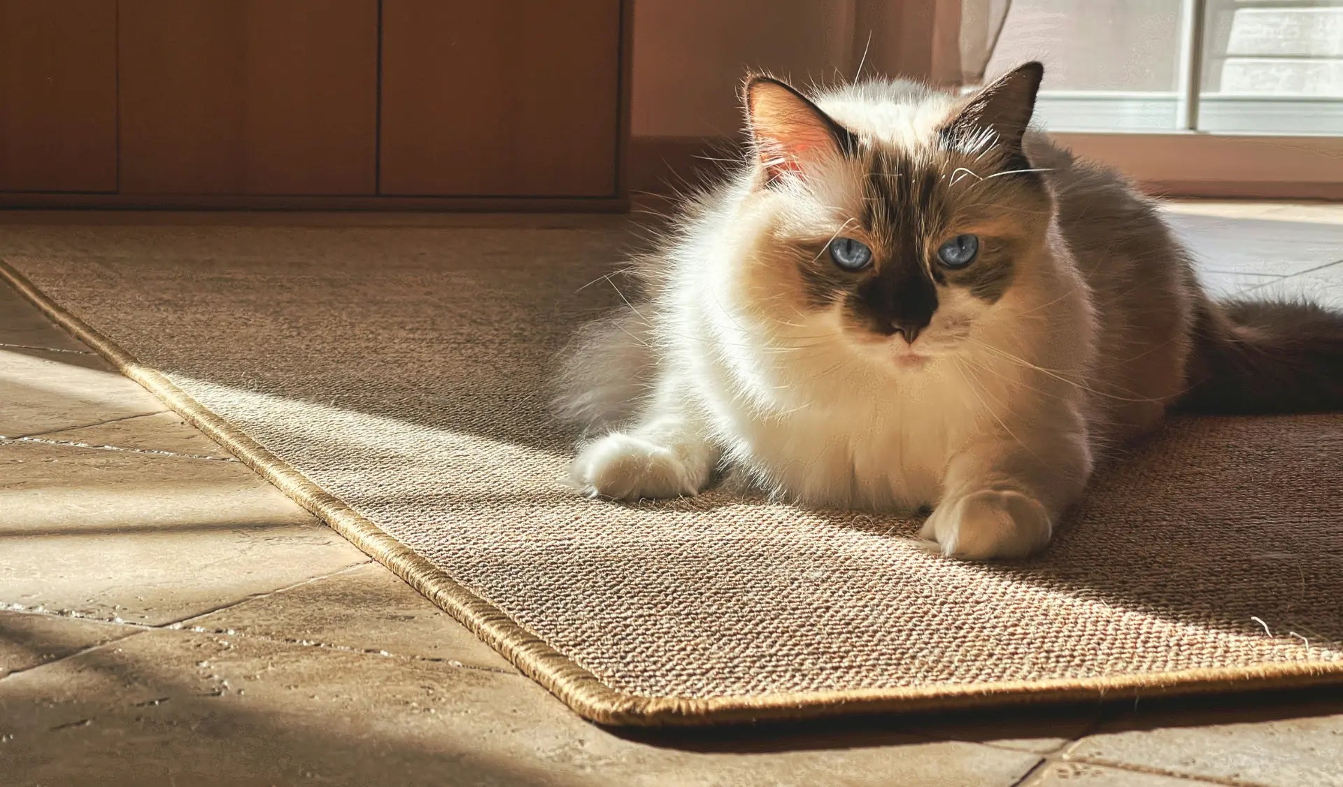 Katze liegt entspannt auf einer natürlichen Oberfläche – Sisalmatten als ideales Kratzmaterial für Katzen.