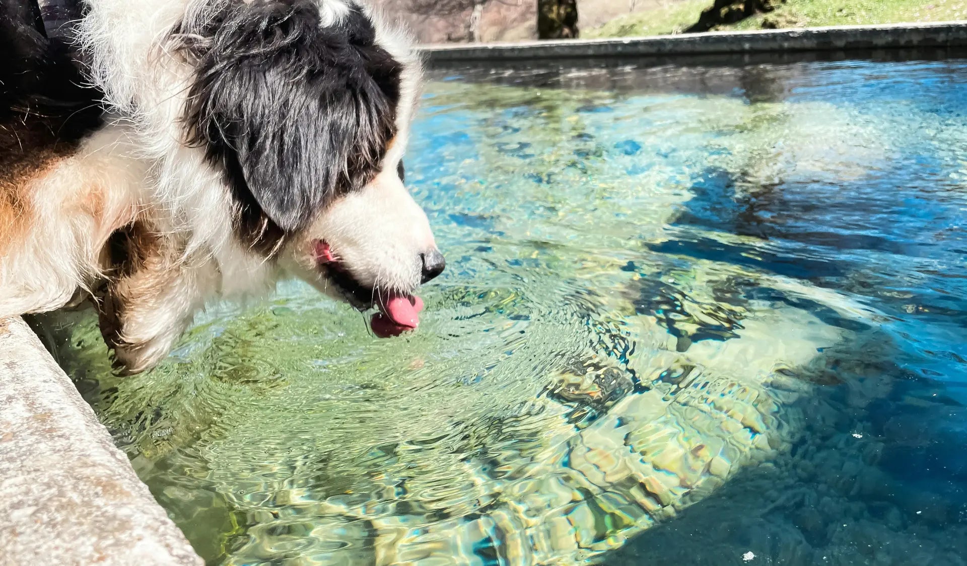 Hund trinkt Wasser bei einem Spaziergang im Freien