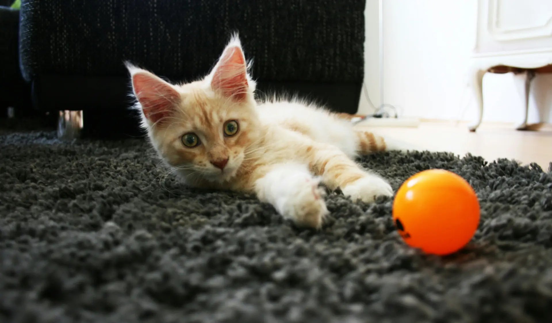 Wohnungskatze spielt konzentriert mit Spielzeug auf dem Boden – artgerechte Beschäftigung für Katzen ohne Freigang.