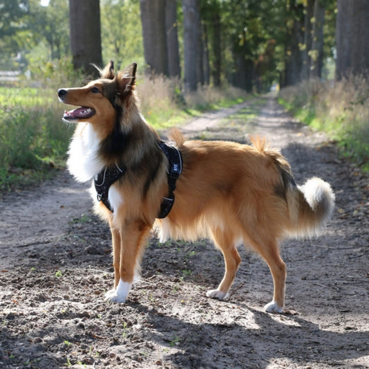 Das Bild zeigt das Duvoplus EXPLOR Ultimate Fit No-Pull-Geschirr in der Farbe Schwarz. Das Geschirr ist an einen braunen Hund angeschnallt.