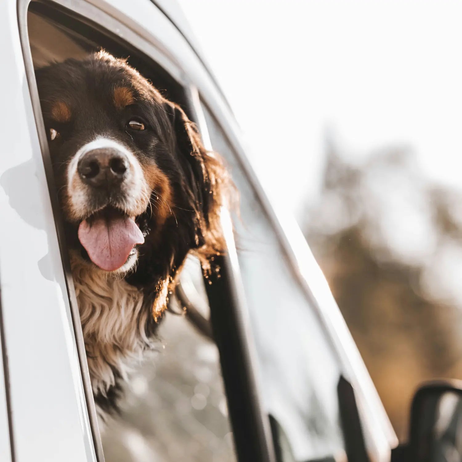 Hund im Auto – Kategorie Transport & Reise